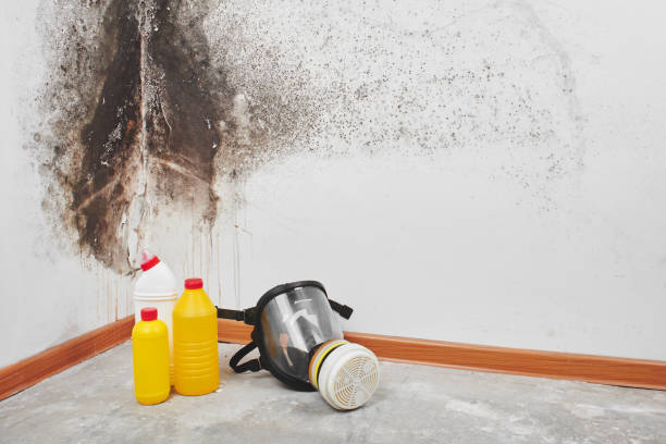 Best Residential Mold Remediation in Falling Waters, WV