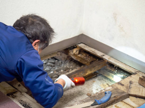 Best Kitchen Mold Remediation in Falling Waters, WV