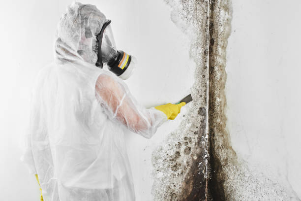 Trusted Falling Waters, WV Mold Remediation Experts