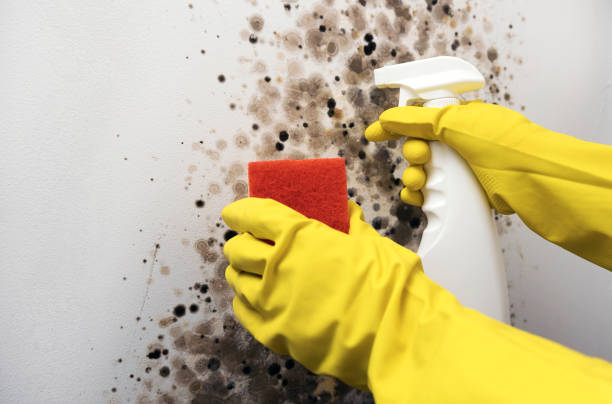 Best Localized Mold Remediation (e.g., coastal areas, humid climates) in Falling Waters, WV